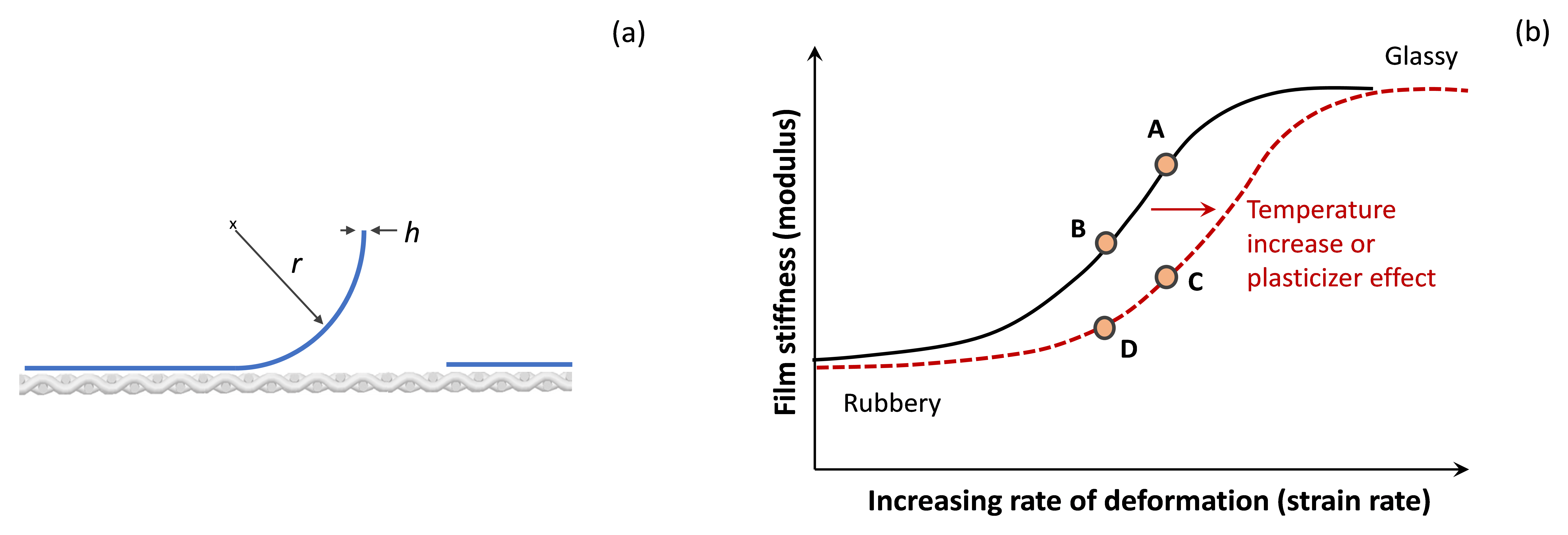 Two diagrams labeled (a) and (b). Diagram (a) depicts a curled paint layer as a blue line. Diagram (b) is a line graph with two lines, one solid black and one dotted red.