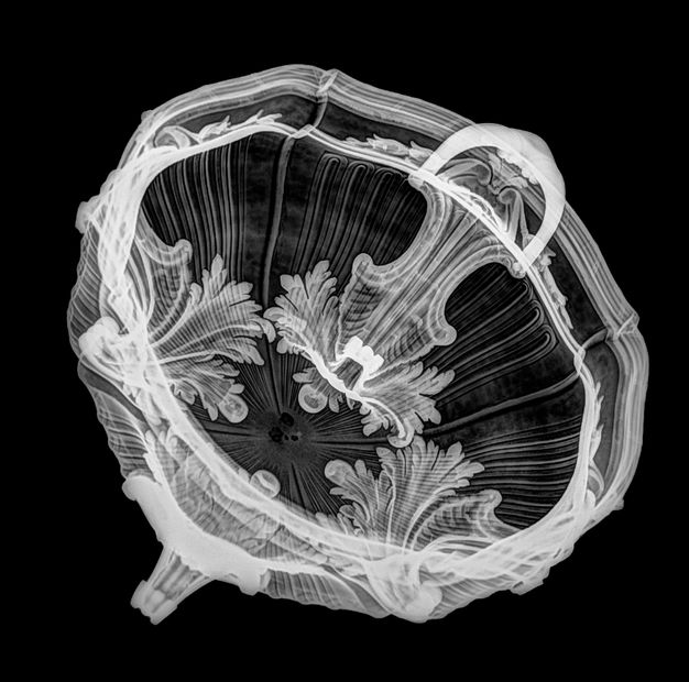 X-radiograph of the tureen at an angle revealing palm fronds decorating its body and two round handles.