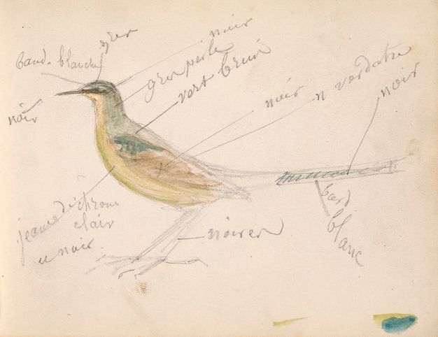 A bird is drawn in profile on a horizontal page. More than a dozen annotations in pencil around the bird point to the different colors included. Smudges of watercolor occupy the lower-right corner of the page.
