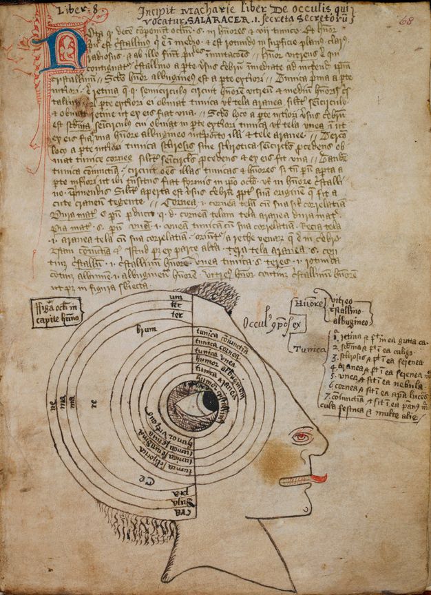 A manuscript written in Latin provides a diagram of the eye within a drawing of person in profile. The main organ of sight is shown as an eyeball at the center of multiple concentric circles, each labeled and representing one of the layers of the eye.
