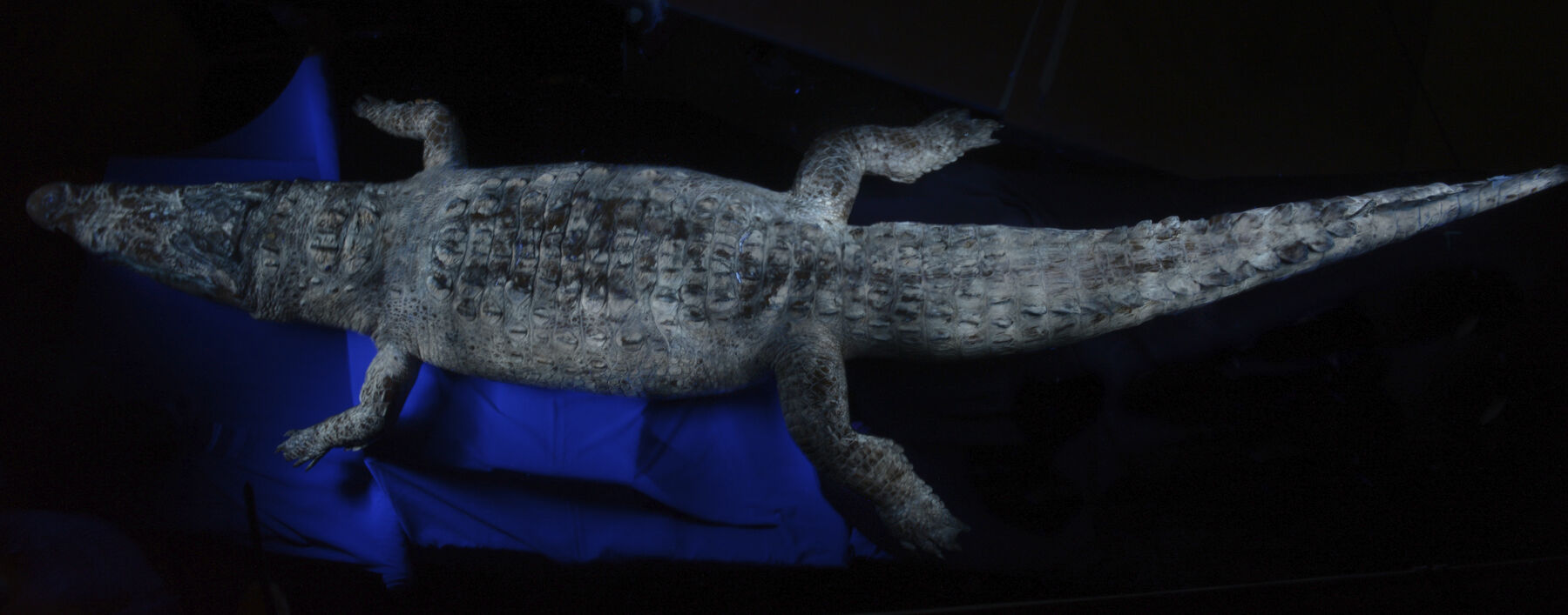 A taxidermied crocodile being displayed under ultraviolet light