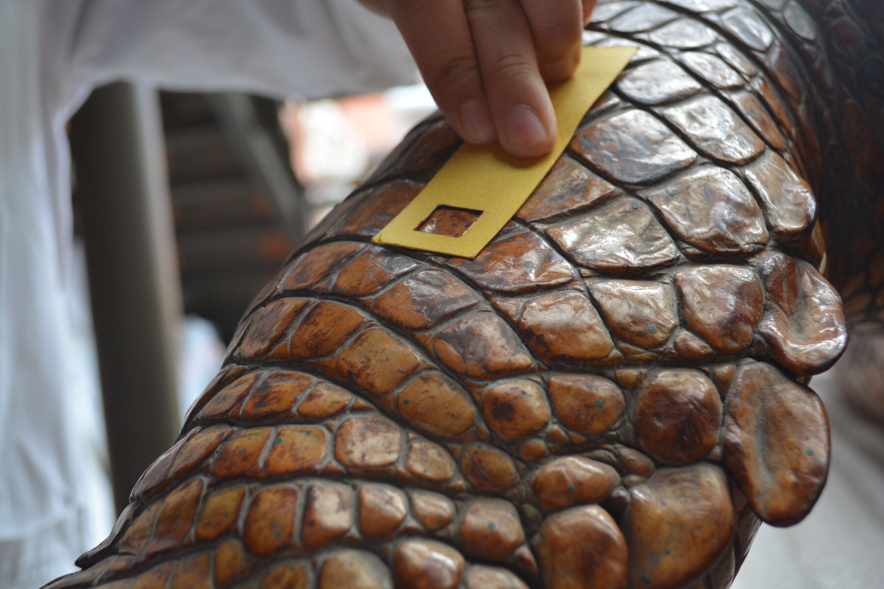 A close-up view of a person inspecting a taxidermied crocodile scales