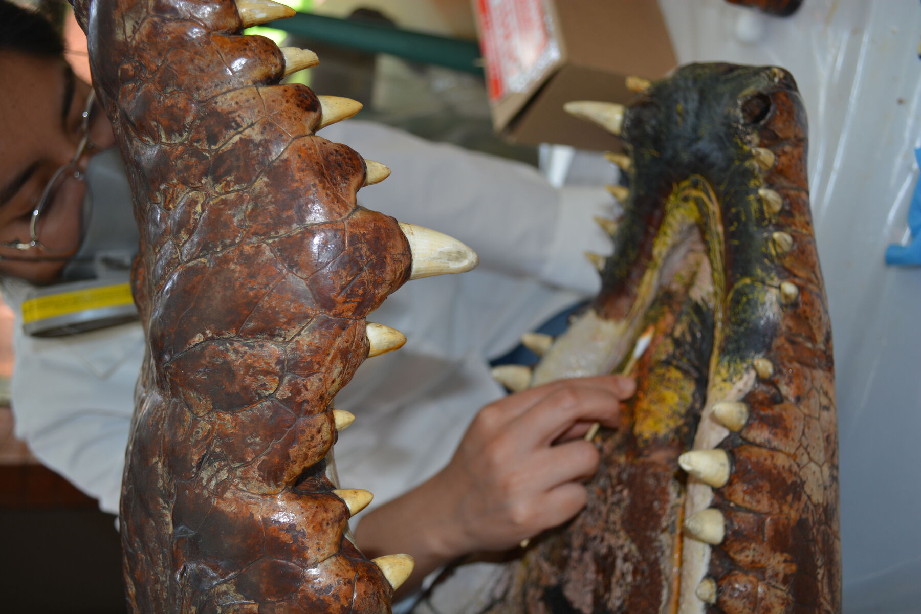 A close-up view of a person inspecting the mouth of the taxidermied crocodile by using a q-tip