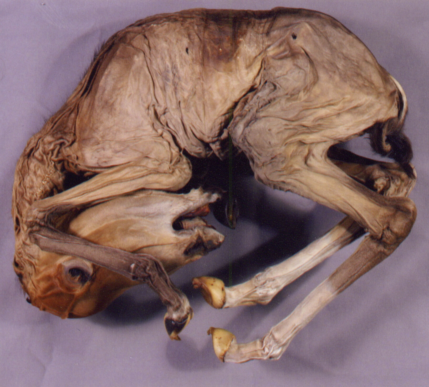 A curled-up dried mummified horse fetus
