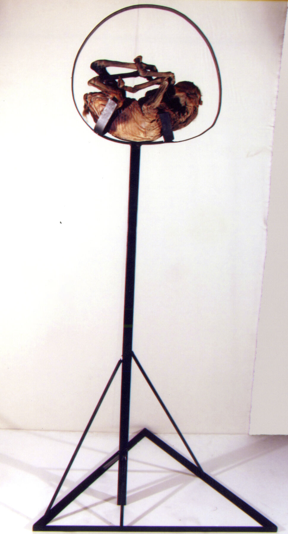 A curled-up dried mummified horse fetus being held on by a tripod