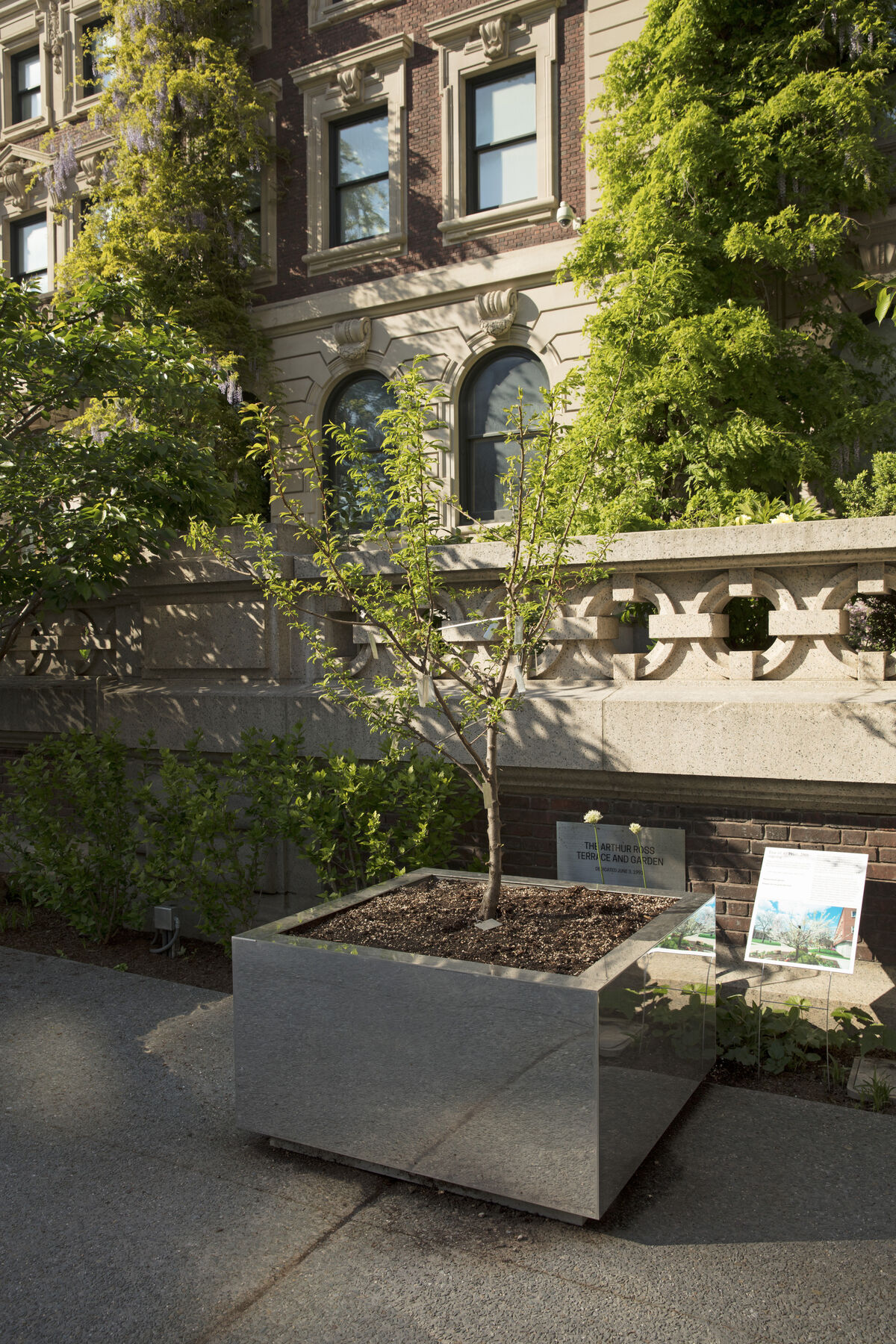 A sapling planted in a square mirror planter in front of a building structure while other bigger tree branches cover the structure