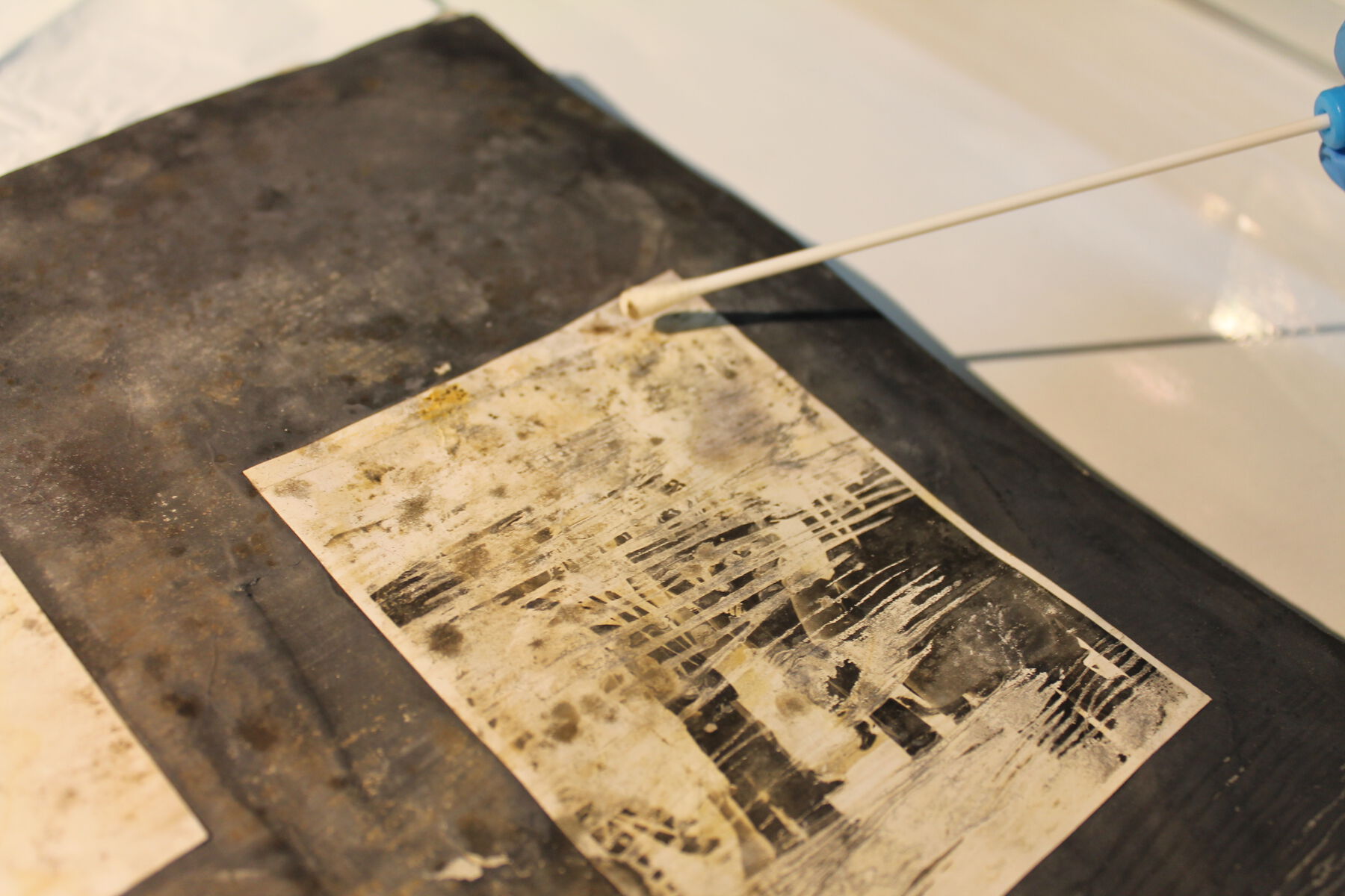 A close-up view of a cotton swab being used to take a microbiological sample from the deteriorating black and white photo