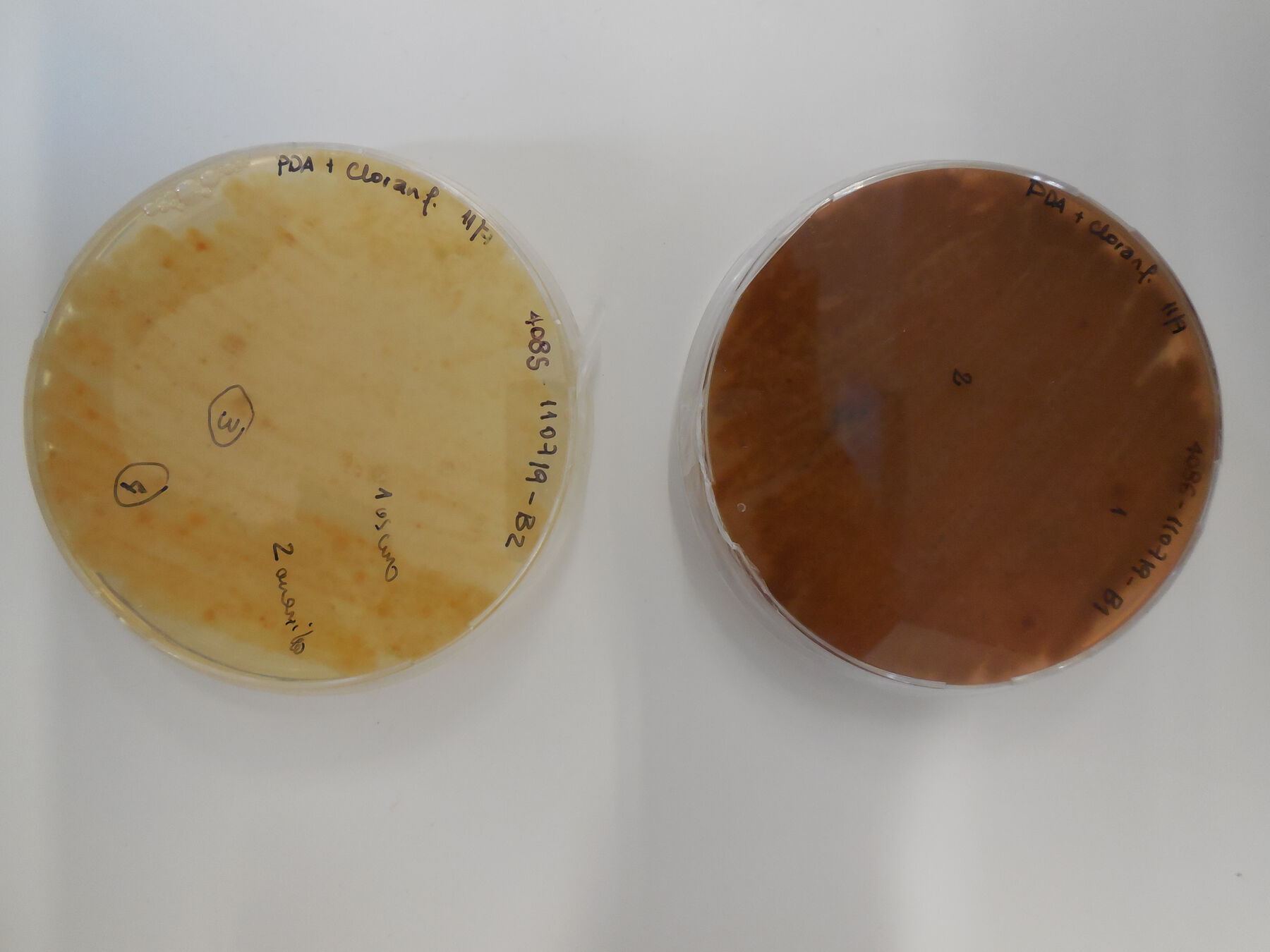 A yellow petri dish with writing on top of it and a brown petri dish