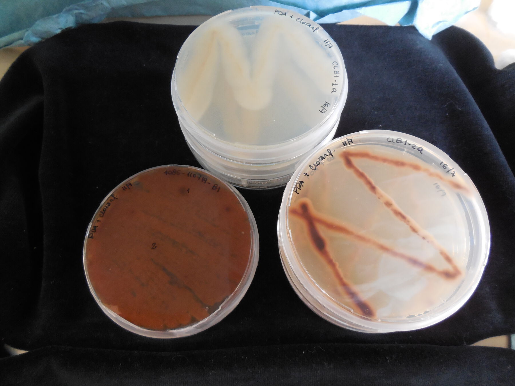 Three petri dishes, with growing organsims two of which formed into the letter M and one petri dish turned completely brown