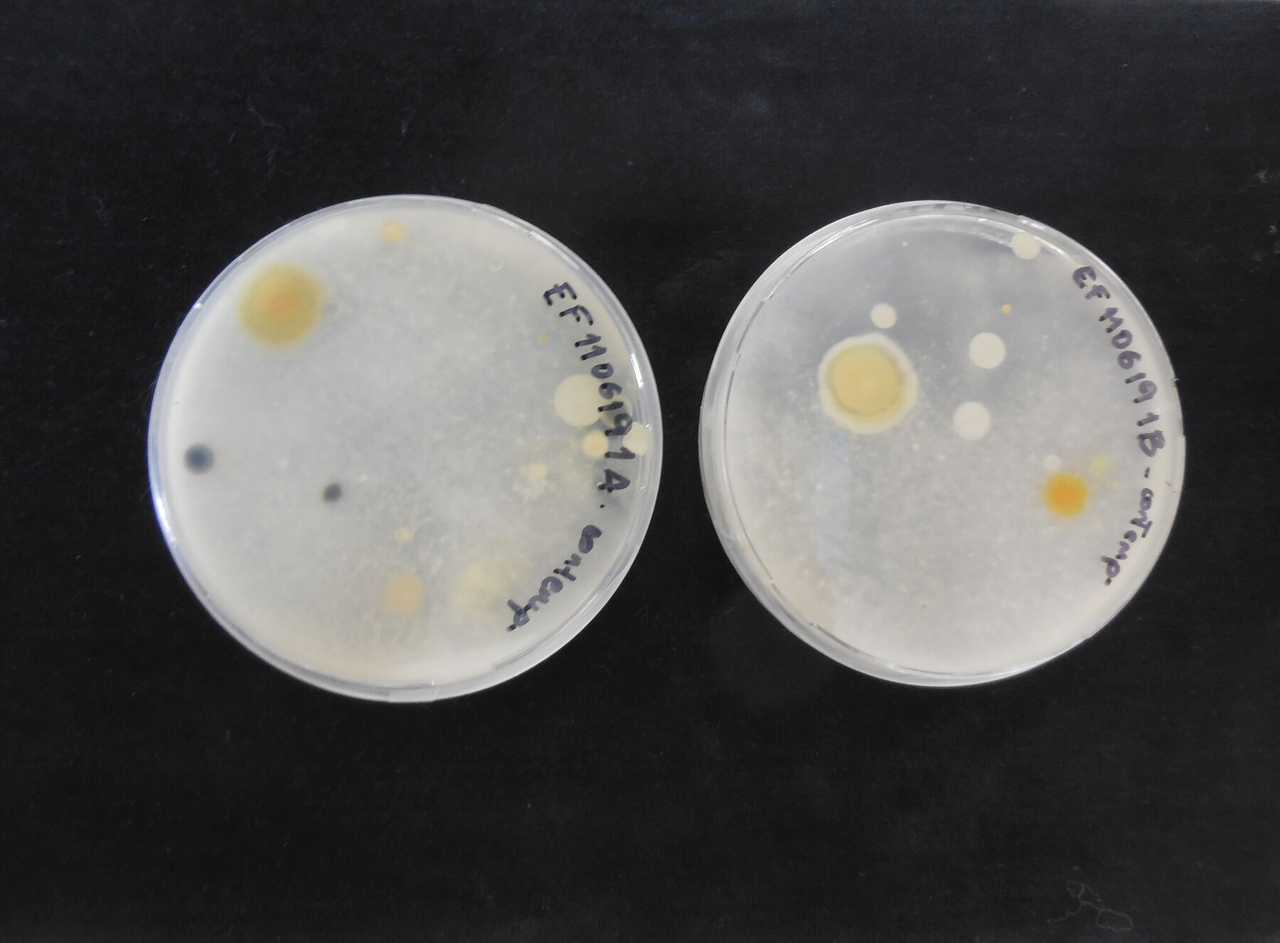 Two petri dishes with scattered yellow dots that were from evironmental samples each of which are labeled
