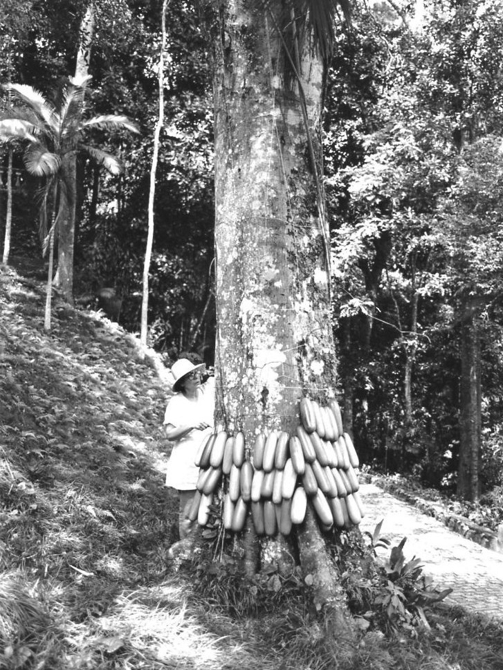 Artist in the forest placing the large wood rolls around a towering trunk from the bottom-up