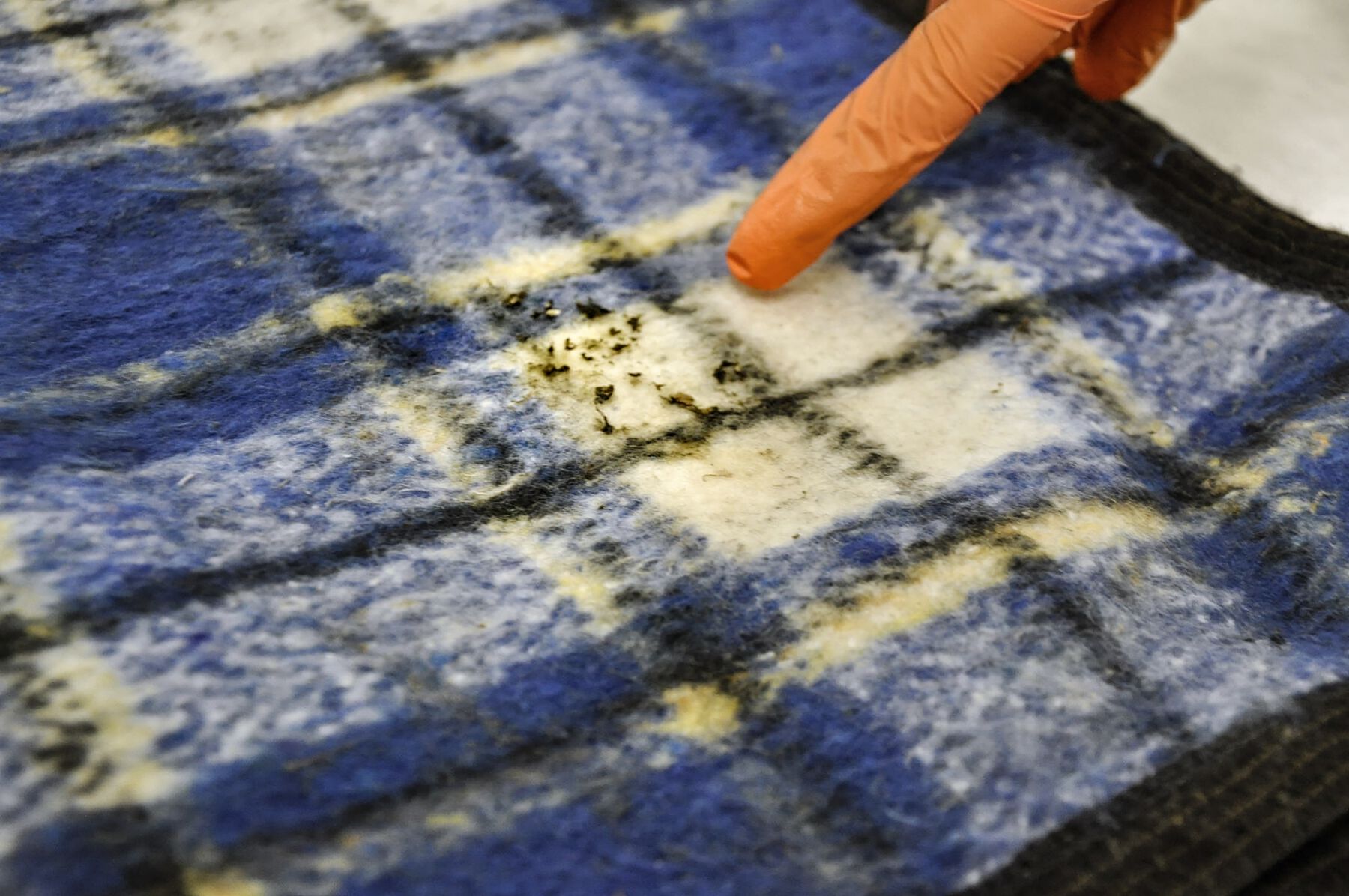 Zoomed-in gloved finger pointing at green plant-matter fragments on plaid blue and grey fuzzy blanket