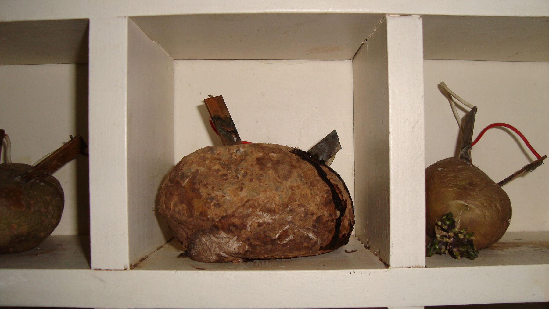 Closeup of decayed potato in shelf with rusted circuitry extruding and black liquid oozing from side