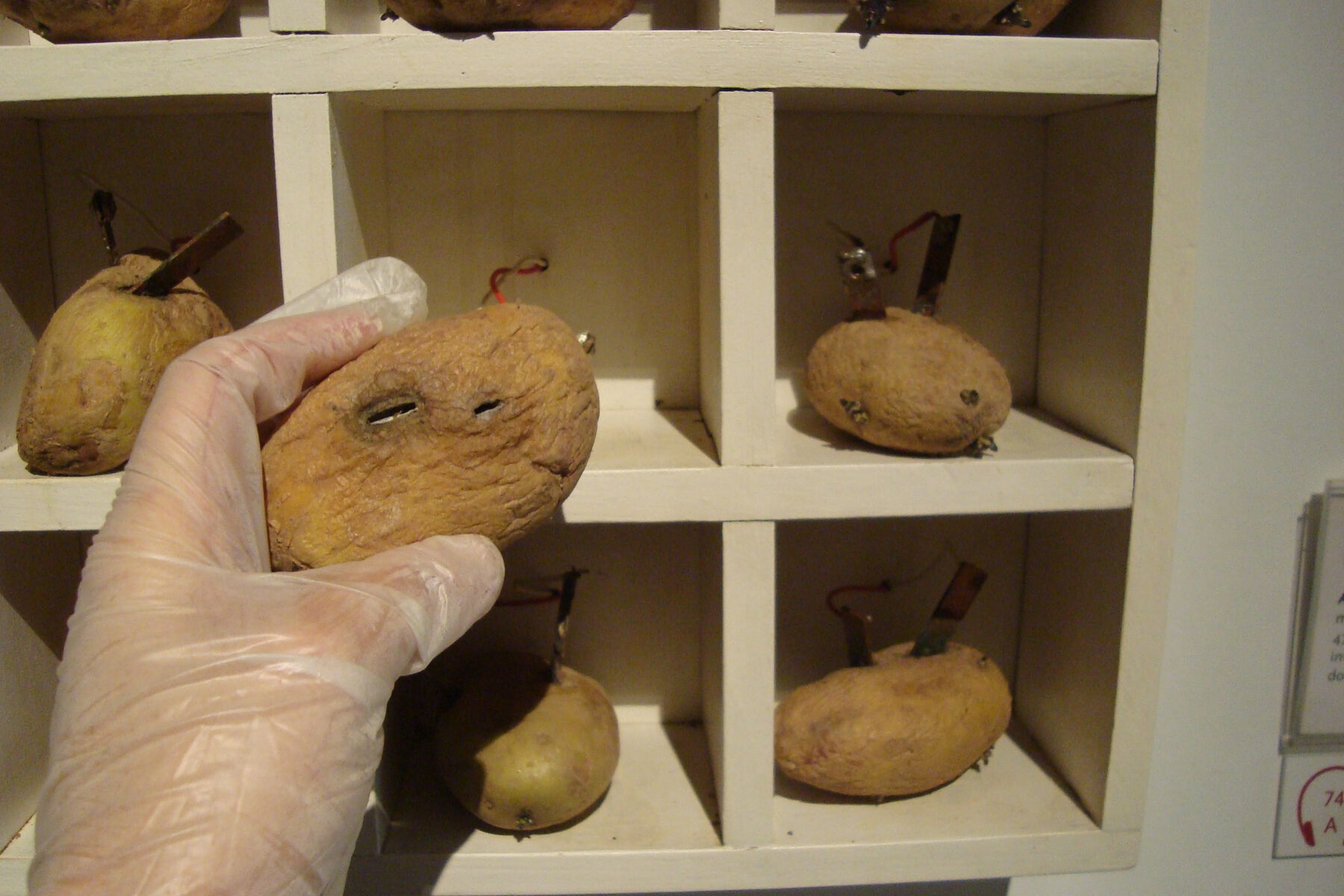 Gloved hand holding shriveled, decayed potato with two black slits, away from shelf