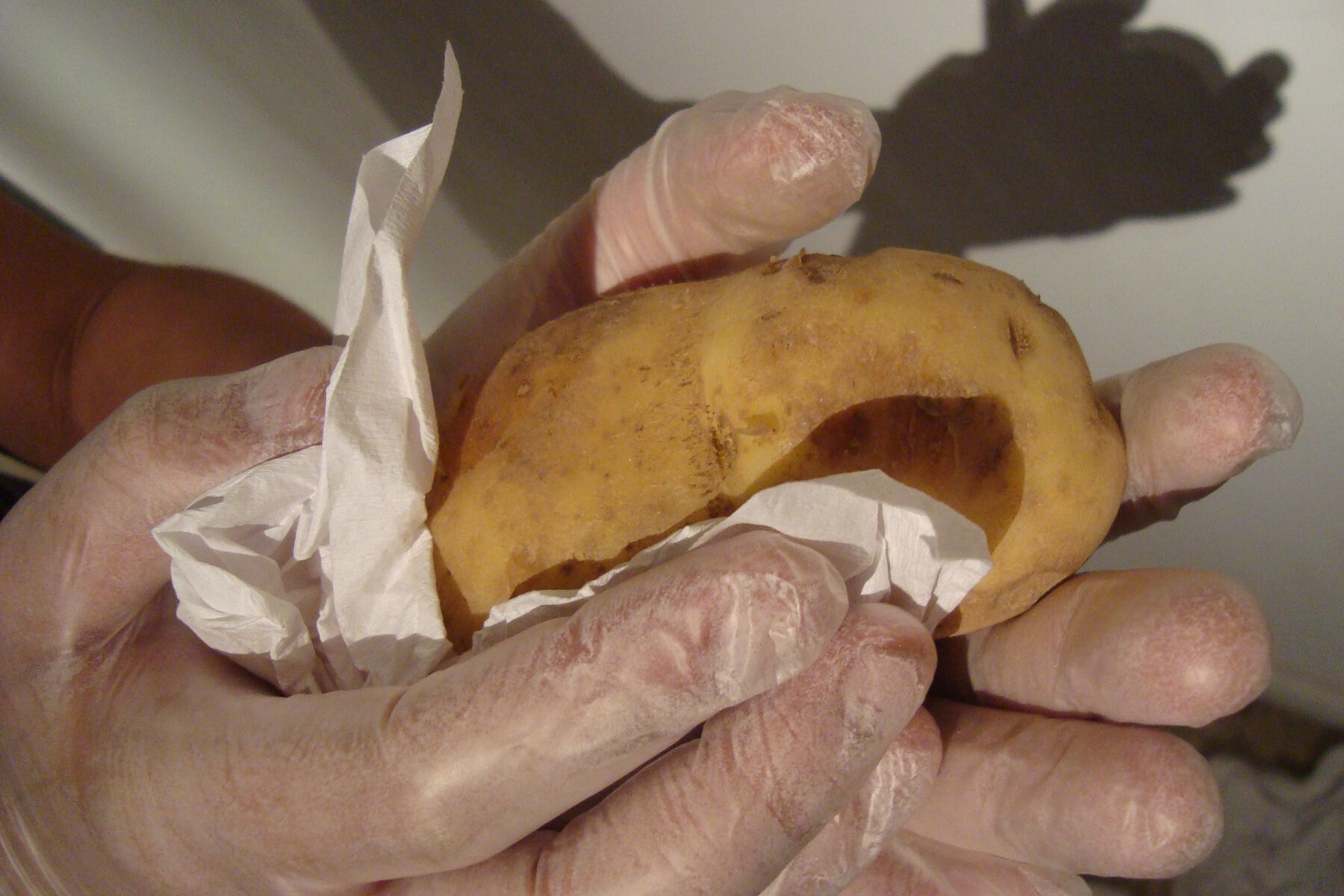 Closeup of brightly lit gloved hands rubbing tissue over a yellow potato casting shadow on wall