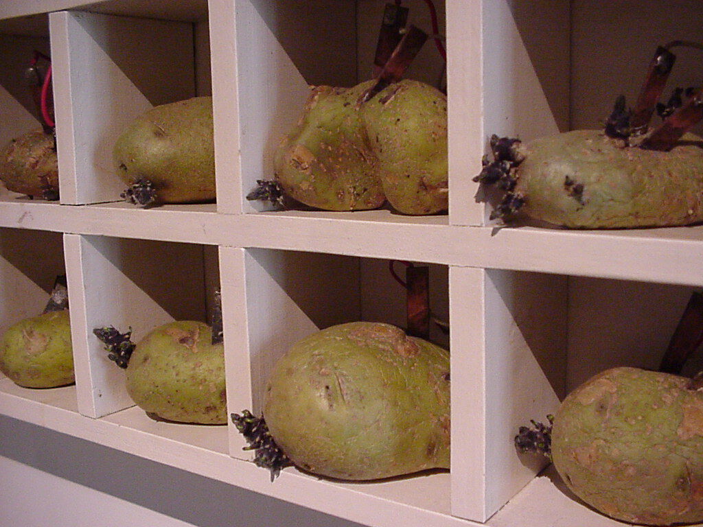 Angled view of row of potatoes with dark-green and black sprouting in clean white shelf