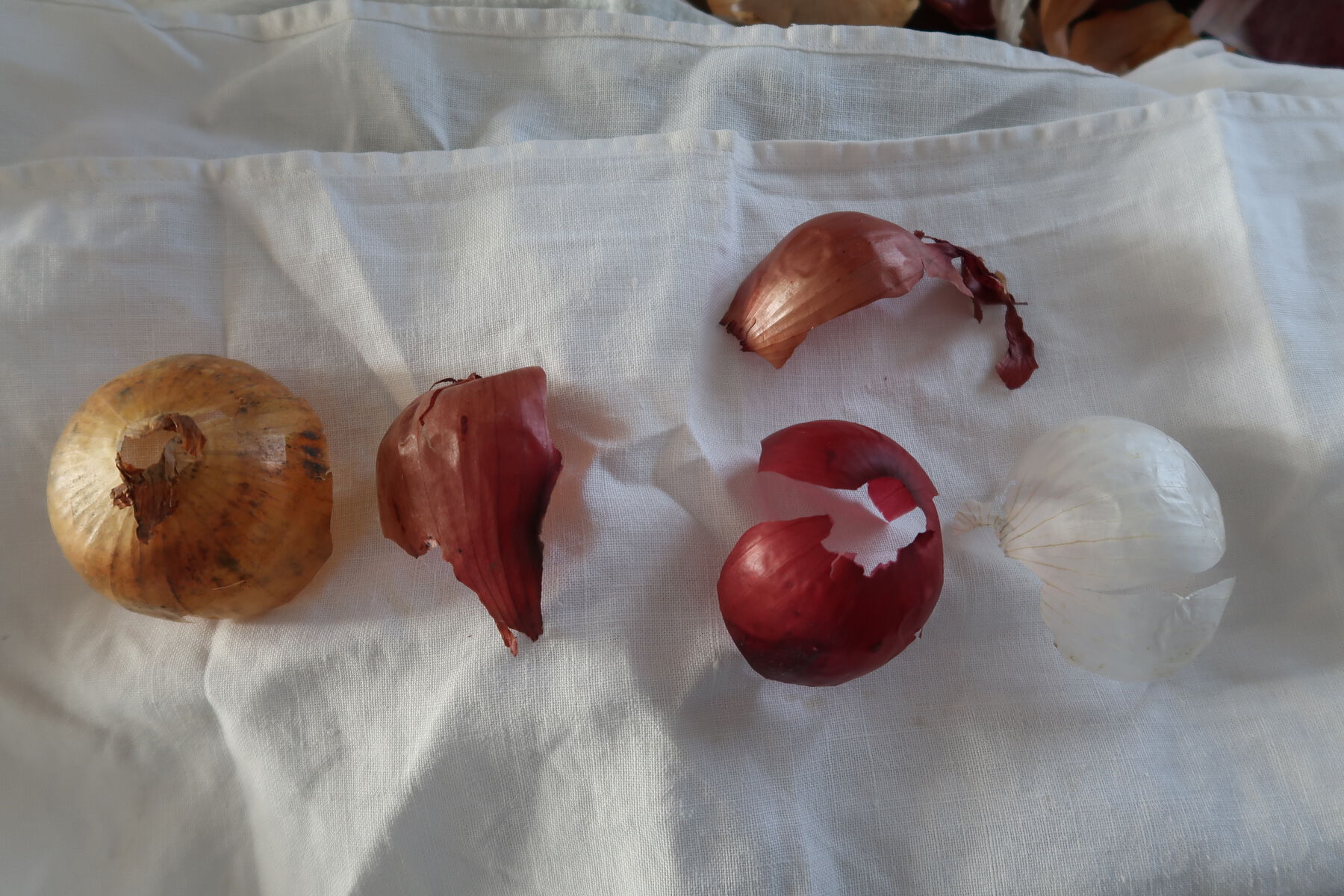 Overhead shot of five onion peels of different varieties (orange, red, purple, white) on white cloth