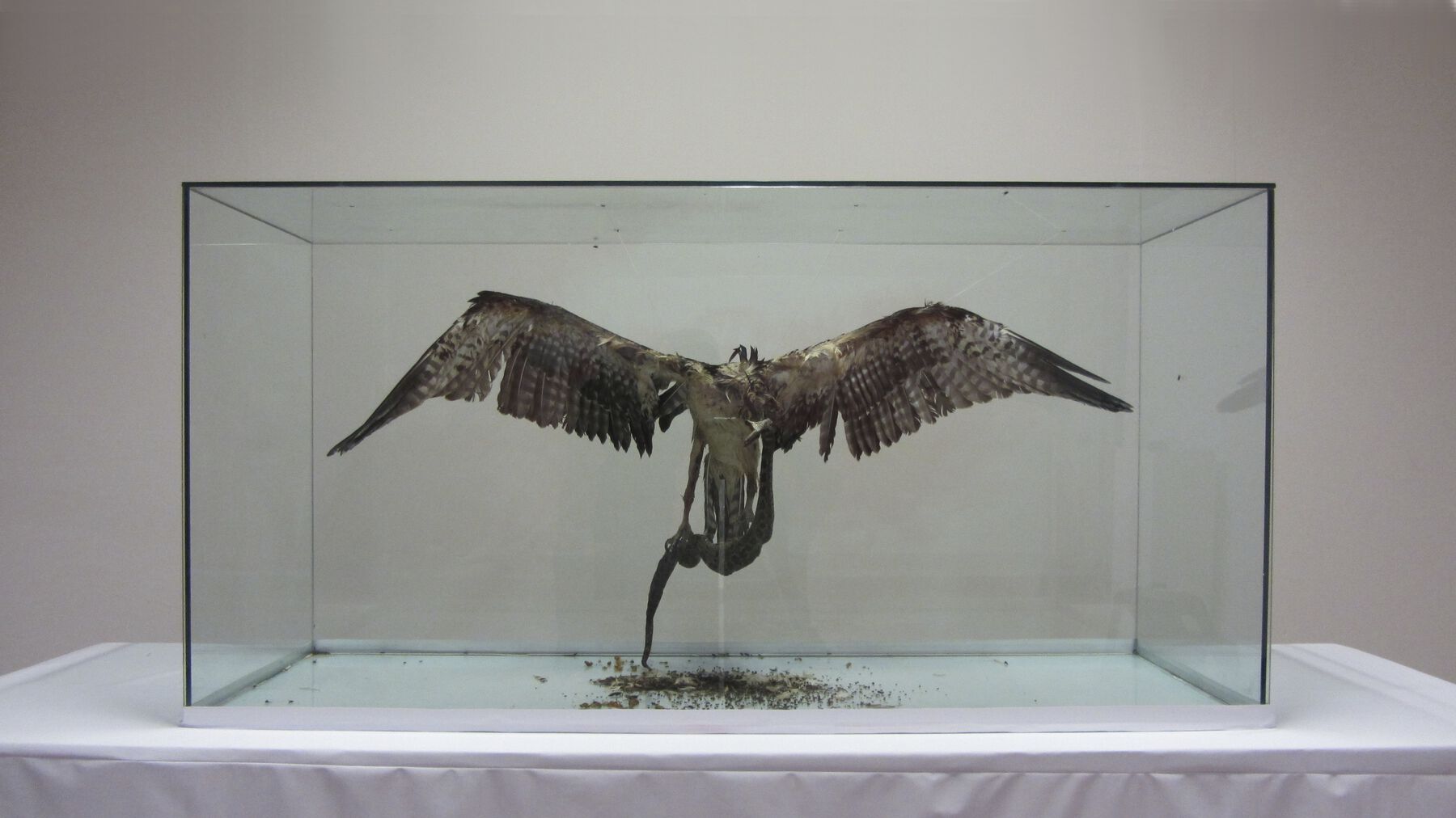 Feathery brown bird gripping snake in talons and unnaturally-angled beak, with fragments and blackened stain below in case