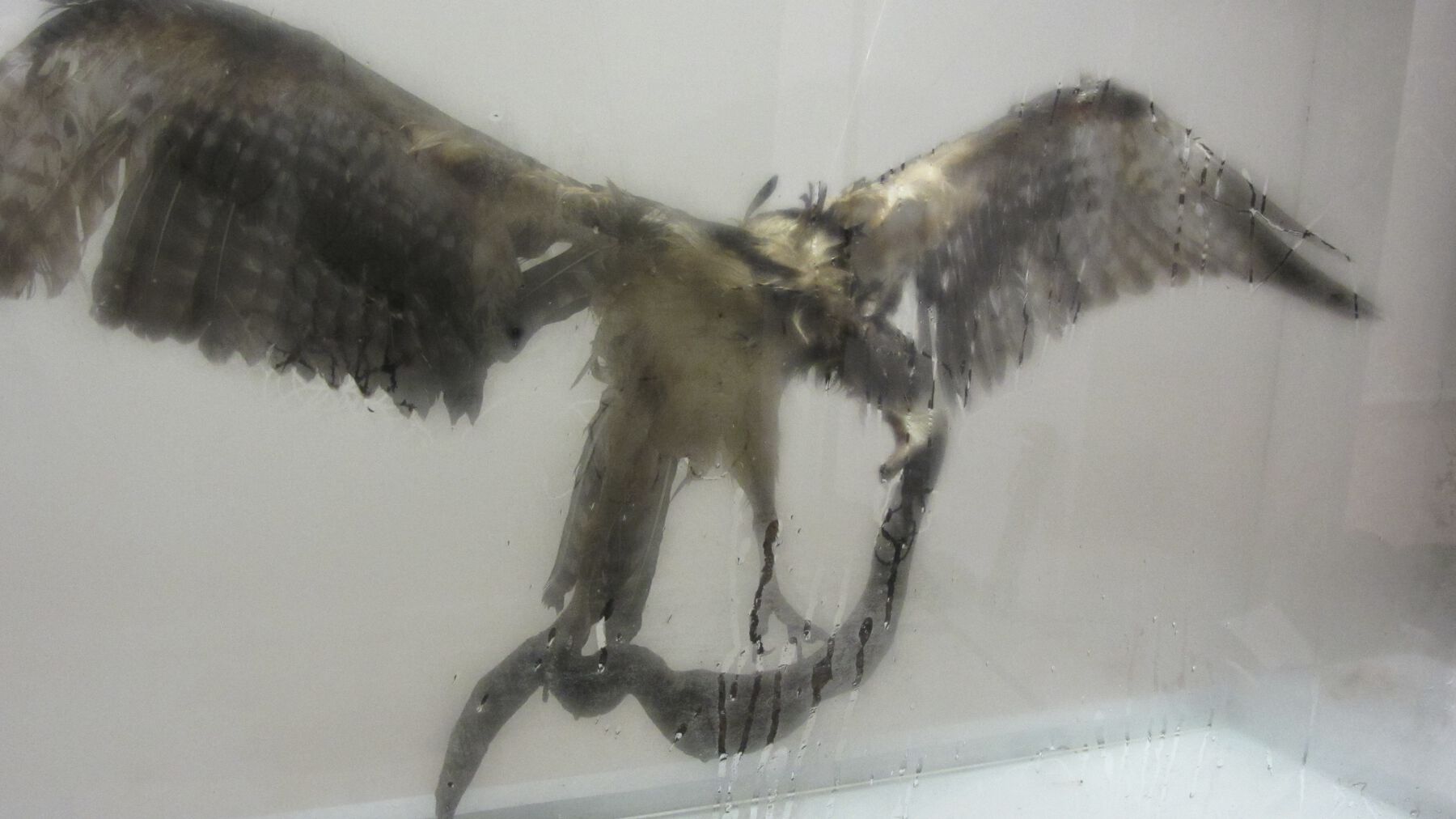 Three-quarters view of figures behind translucent foggy grey glass with transparent water streaks across case