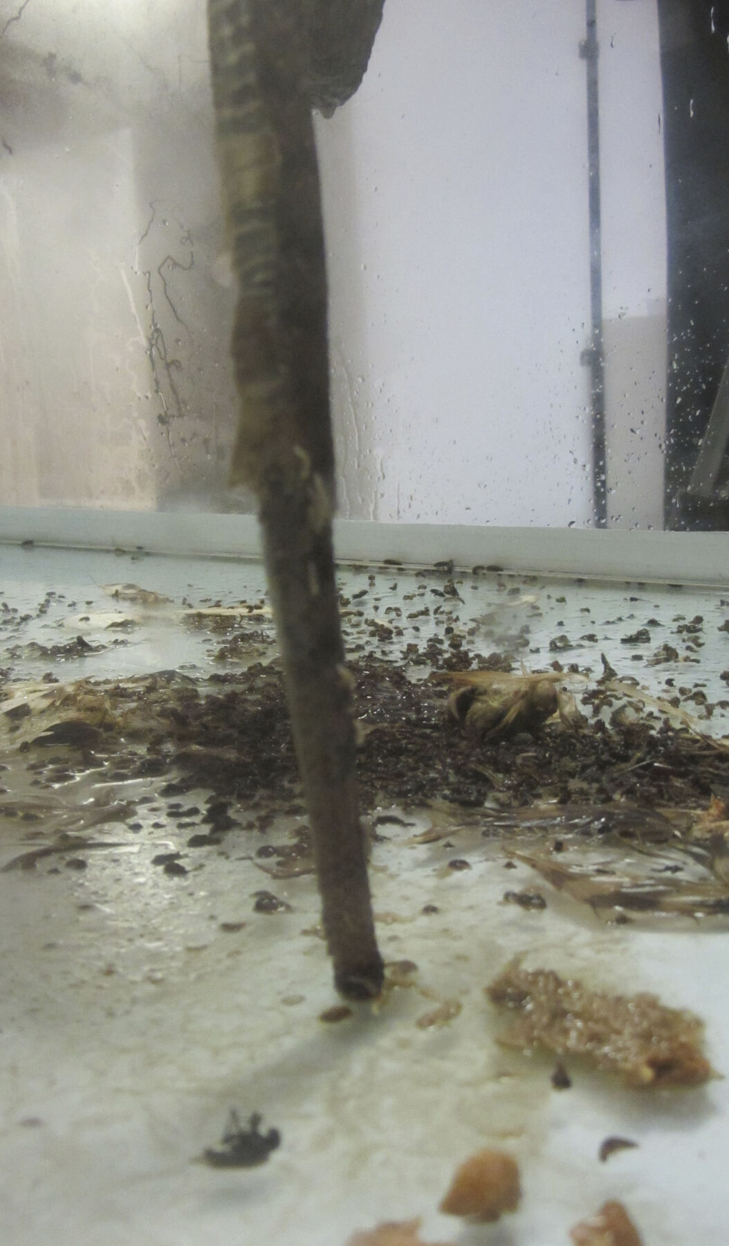 Closeup of brownish-yellow fragments in sludge with feathers and body parts mixed in; green snake tail brushing case’s bottom