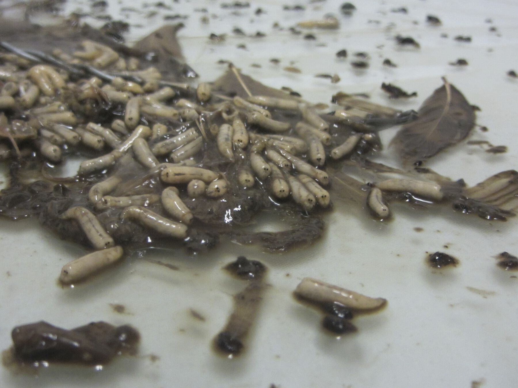 Figure 24.9: Numerous ovular light brown larvae in soupy brown sludge with brown fragments and feathers