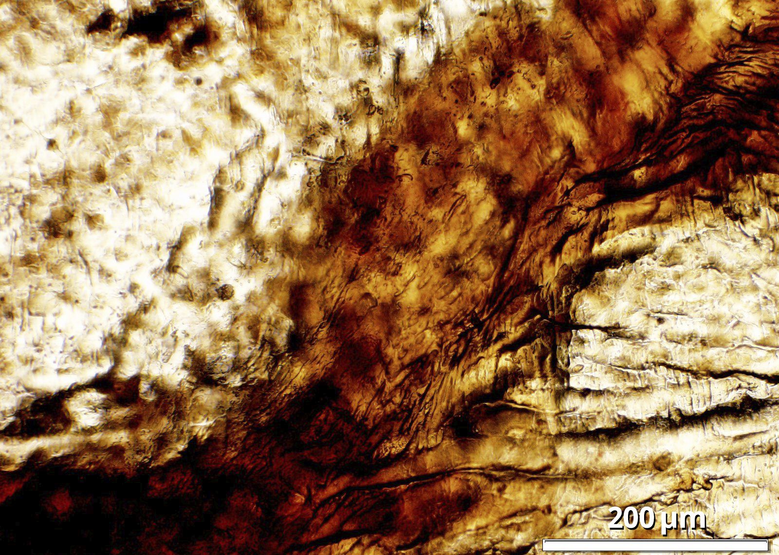 Brown strip with whitish-brown triangular sections on either side; uneven black lines and smudges overrun photo