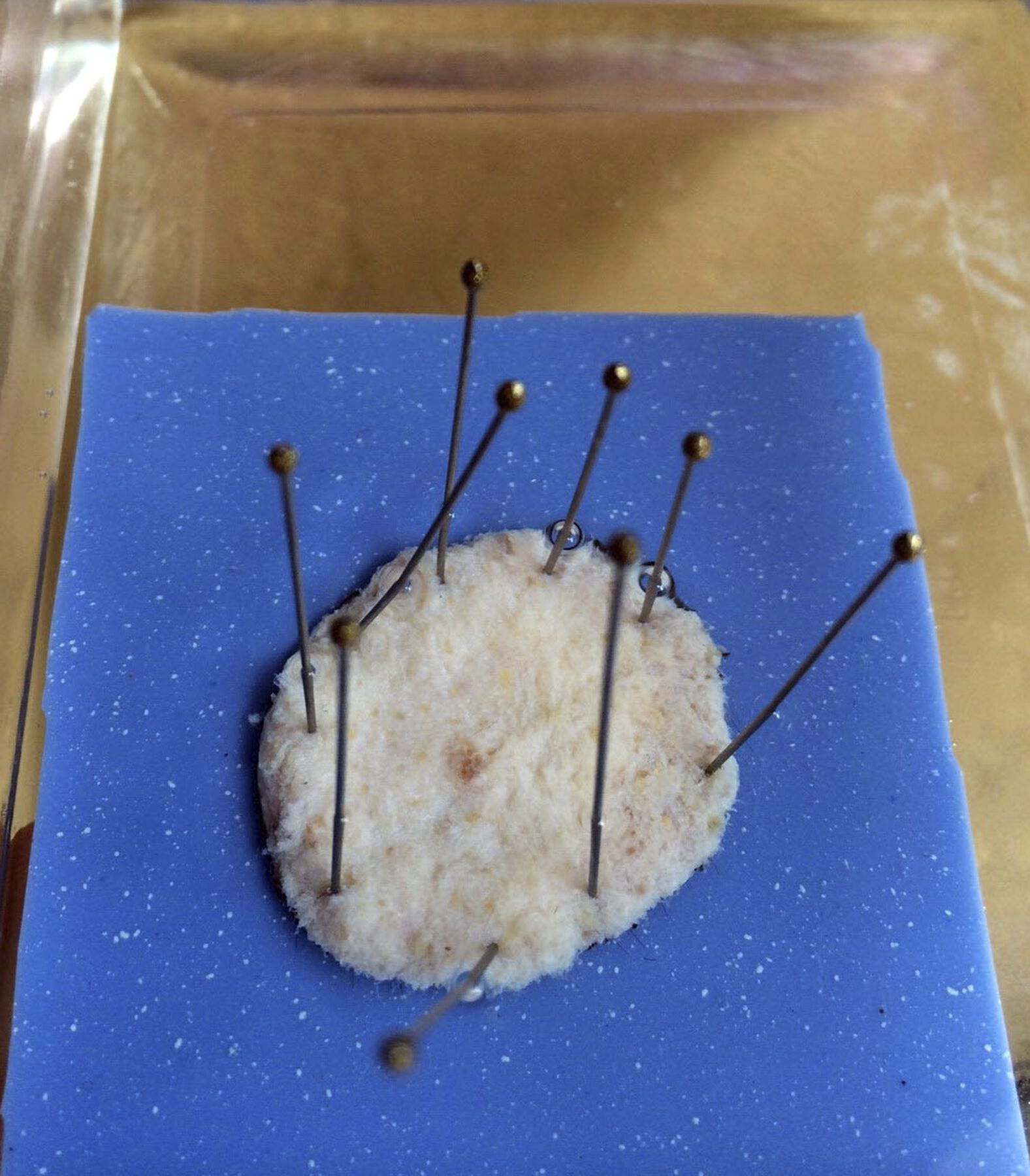 Fuzzy damp yellow skin held in place on blue biological mat pinned by entomology steel pins