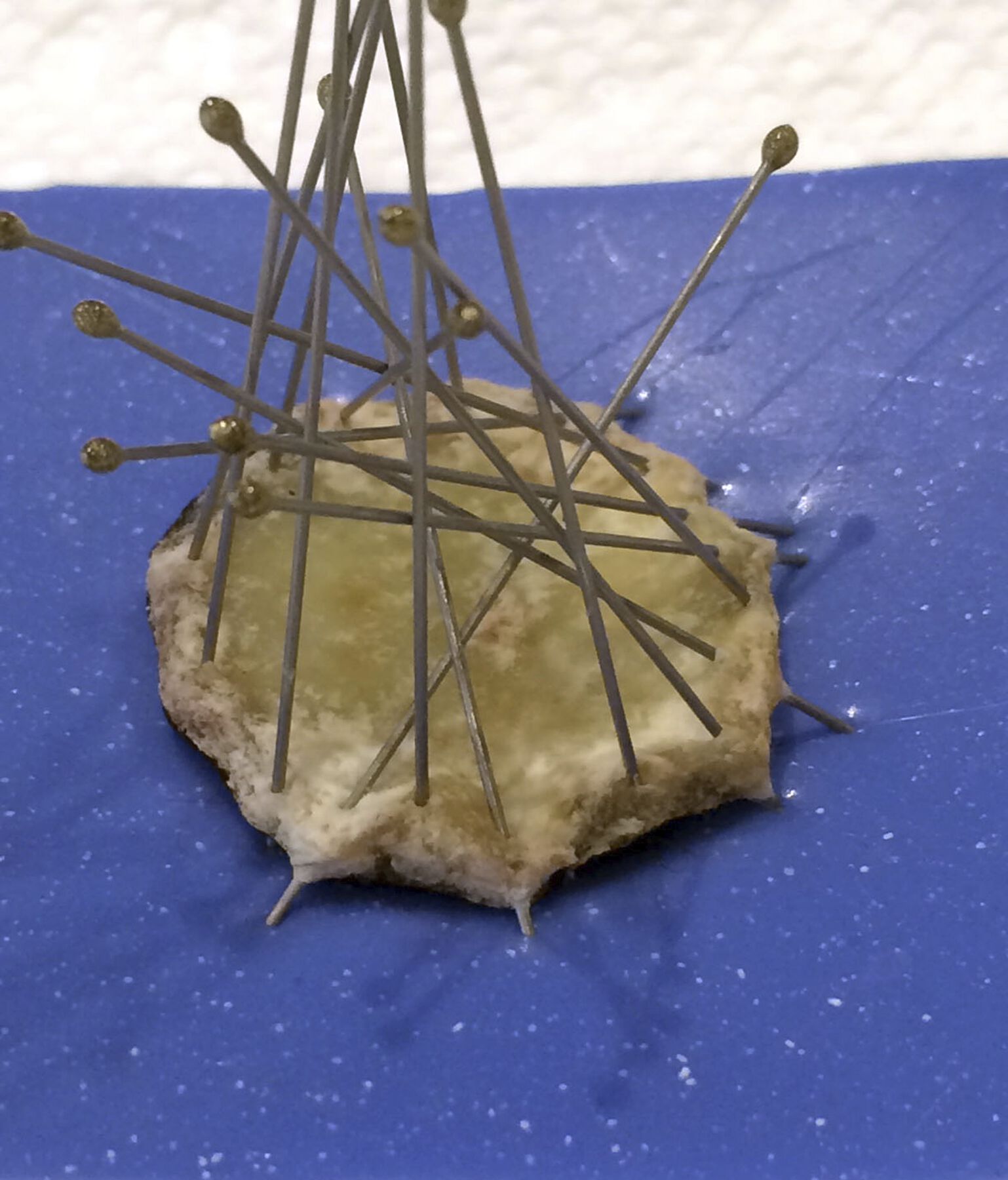Dried-up saturated yellow skin held in place on blue biological mat pinned by entomology steel pins