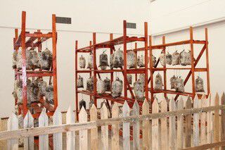 Three orange racks with hanging mushroom production polyethylene bags with a wooden fence running across in front of it