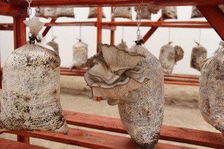 A close-up view of three mushrooms production polyethylene bag hanging from an orange rack