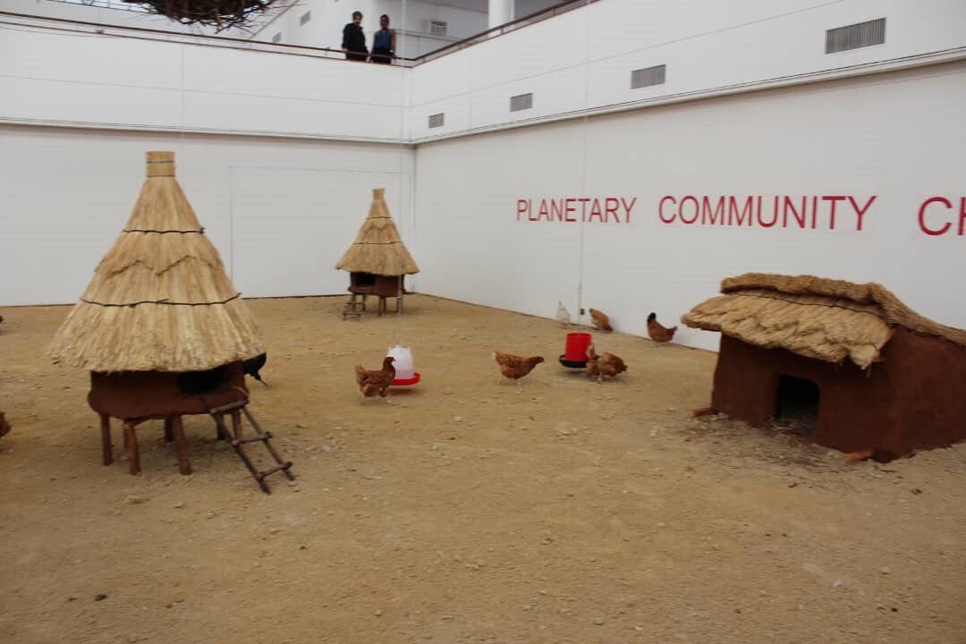 Chickens eating and roaming around three red chicken hut-like hatches