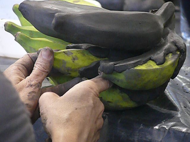 A close-up view of an assistant covering up a stalk of bananas with clay