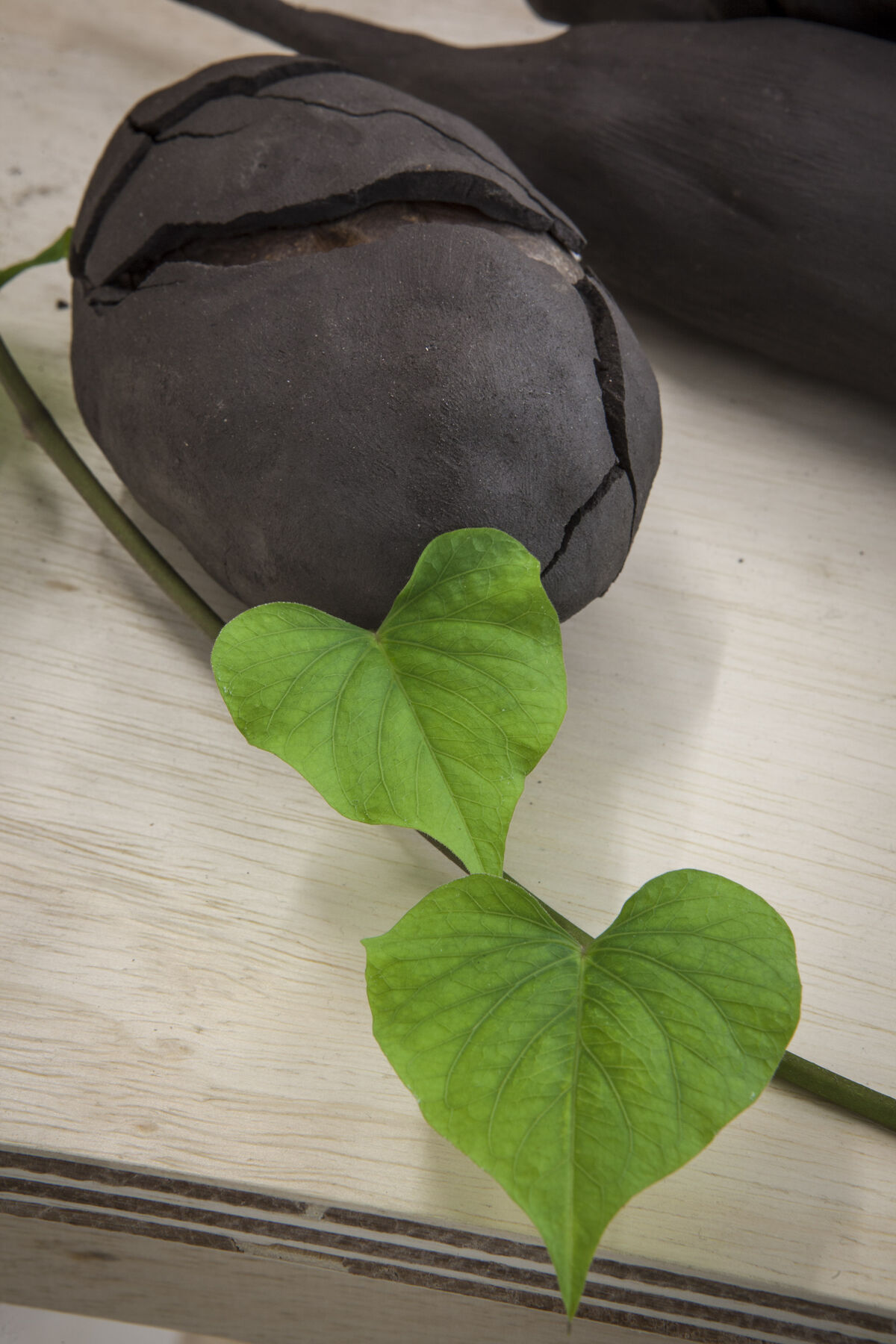 An encased clay plant that has its mold cracking and a plant sprouting from the top