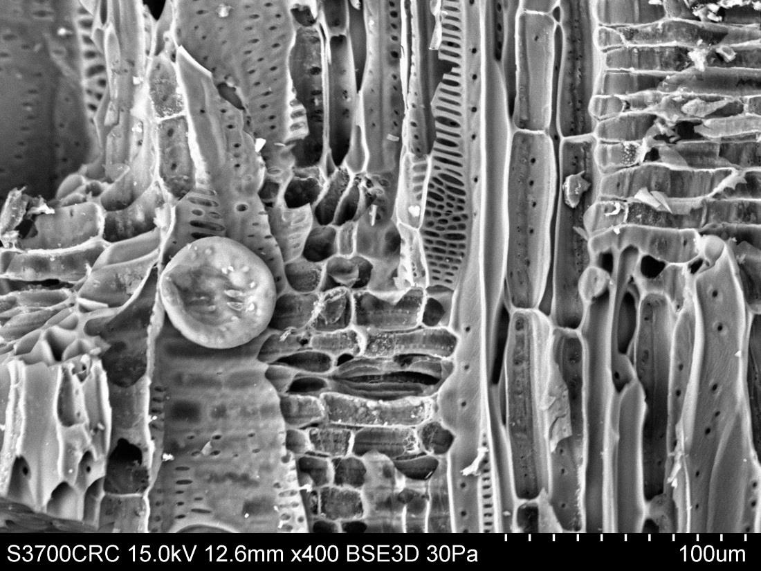 Black and white image of wood under microscope displaying elongated wood cells and vessel elements arranged in parallel bands.