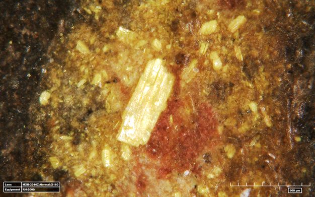 A microscopic view of the gold paint arsenic yellow pigment used in the lady's proper right earring, showing the yellow crystals. The largest crystal is in the middle of the image. A 500 micrometer scale can be seen in the bottom right corner of the image.
