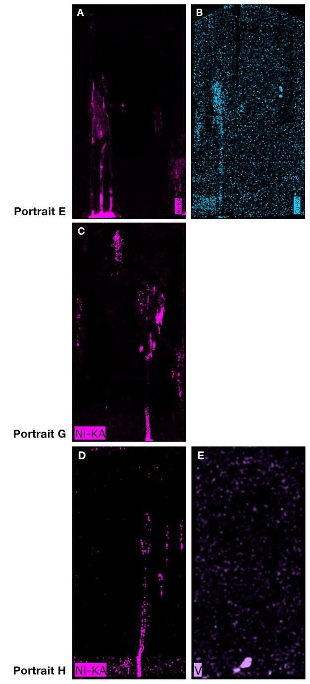 Composite figure showing elemental maps of three portraits labeled E, G, and H. Each row corresponds to a portrait. For Portrait E, panel A shows the distribution of nickel in magenta, with a concentrated signal in vertical streaks toward the lower region. Panel B shows the distribution of cyan, which is uniformly scattered across the image. For Portrait G, panel C shows the distribution of nickel in magenta, with similar vertical regions of higher intensity. For Portrait H, panel D shows the distribution of nickel in magenta, highlighting a vertical band of signal. Panel E shows the presence of vanadium in light purple with a sparse signal. Scale bars are visible in each panel. There is very little visible in each image besides the colored annotations. 
