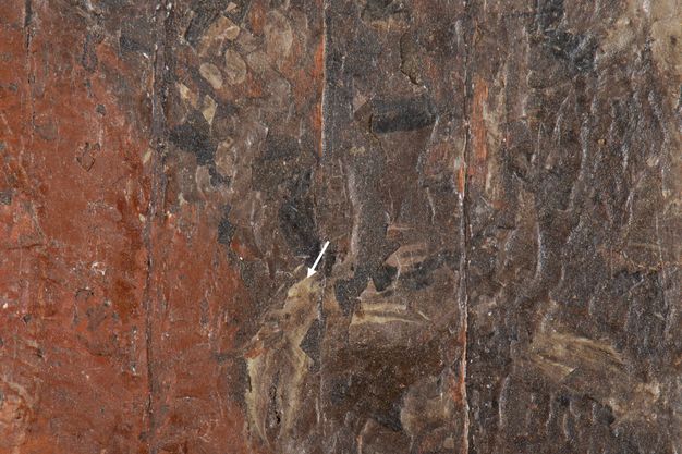 A very close-up detail of hair. An arrow indicates the presence of green pigment, which is approximately in the center of the image. 