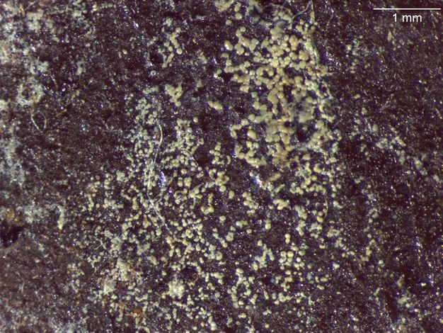 Photomicrograph showcasing a formation of individual yellowish white granules of varying size that appear to sit on top of the paint surface, with an appearance akin to fungi or mold. 