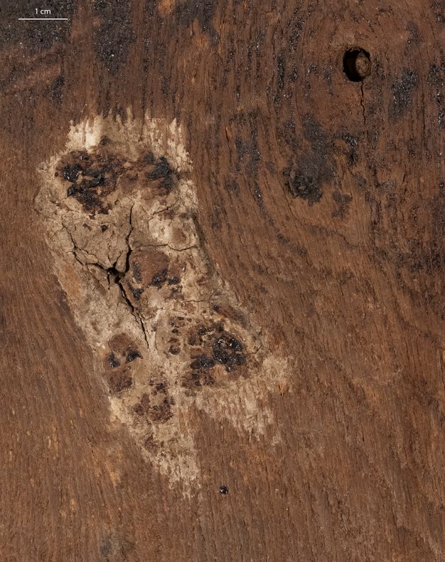Magnified image of a filled hole on the back of a mummy portrait. There is brushed-on calcium carbonate preparation around a crack in the wood panel that looks like a patch of white with shiny black clumps of resinous residue.