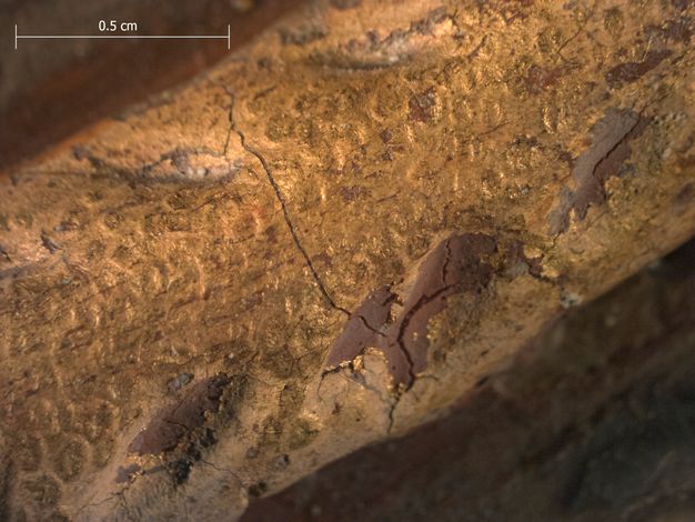 Magnified image of the golden necklace hoop of a pendant depicted on a portrait. The image shows a golden section with a nubby texture. A 0.5 centimeter scale is included in the upper left corner.