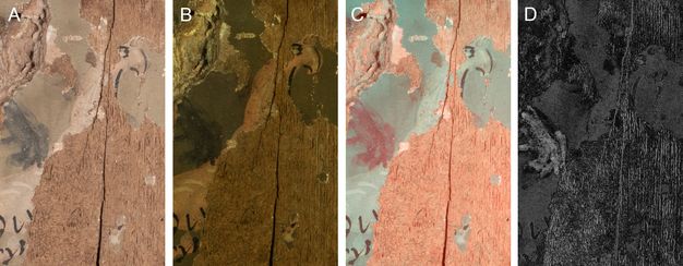 Close-up multiband imaging of the griffin on ÆIN 711. The VIS imaging in panel A shows a whitish griffin with blue-gray wings. In panel B, the UVF imaging shows a slight orange hue to the griffin's back and neck. Panel C uses FCIR imaging and brings attention to the false red color of the griffin's wings. Panel D uses MBR imaging and shows the noticeably lighter color of the griffin's wings compared to the dark gray of the rest of the visible panel, suggesting that indigo was used only here in the painting.