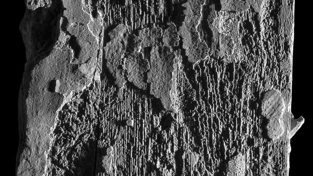 Magnified detail of ÆIN 711 in raking light, drawing attention to the surface texture of the wood and its grain. The two main textures are the raised streaks of paint and clumps of smoother blotches.