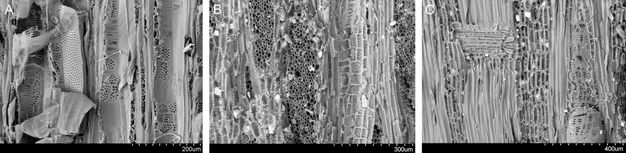VP-SEM (Variable Pressure Scanning Electron Microscope) images of three wooden supports. Panel A shows a black and white image of the wood structure for panel ÆIN 685, revealing a longitudinal section with visible vessel elements and porous structures. The scale bar indicates 200 micrometers. Panel B shows a black and white image of the wood structure for panel ÆIN 711, showing dense arrays of pores and cellular structures. The scale bar indicates 300 micrometers. Panel C shows a black and white image of the wood structure for panel ÆIN 686-687, displaying a longitudinal section with long fibers and vessel structures. The scale bar indicates 400 micrometers.