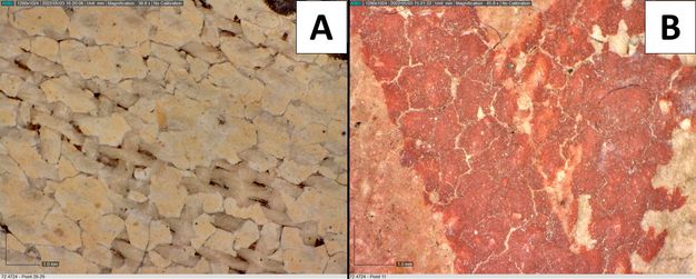 Two magnified images showing the paint layers of the Osiris shroud. Image A shows yellow pigmentation atop the white ground. The paint is flaking over the woven substrate. Image B shows dark red pigmentation. Most of the image is of this red pigment in a somewhat V shape, and there is pink in the bottom left corner and white in the bottom right corner. A 1.0 milimeter scale is provided in the bottom left corner of both images.
