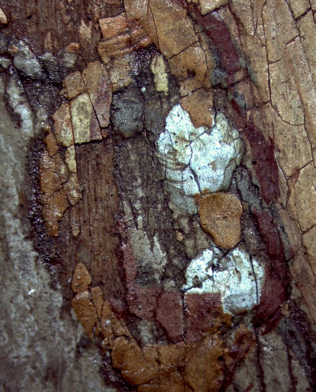 Microscopic detail showing the brown links between the white earring beads in figure 5.2.