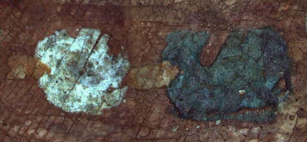 Microscopic detail of the necklace worn in Figure 5.2. There is a white bead and a blue bead with overlapping links attaching them together.