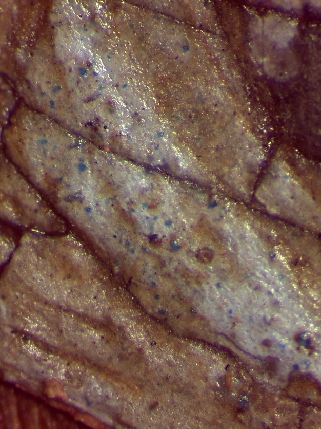 Microscopic detail showing the Egyptian blue particles in the sclera highlight of the proper right eye in figure 5.2. The image is a pink-reddish color. There are cracks on the surface, with a lighter white color in the center. Blue specks are shown on the white center. 