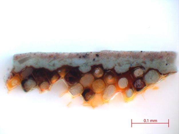 Magnified image of a cross section taken from the gray background in figure 6.1, showing layers of the various materials that make up the paint. The wooden substrate shows the xylems, which appear as brown and white circles within amber colored squares. The scale in the bottom right corner shows a measurement of 0.1 millimeters, so three xylems measure at 0.1 millimeter. Above the wooden substrate are two layers of paint, the bottom appearing as white and above this a light pink.