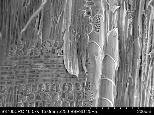 Microscope image of a radial longitudinal section of willow wood. The image shows elongated wood fibers and vessel elements arranged in parallel lines along the grain.