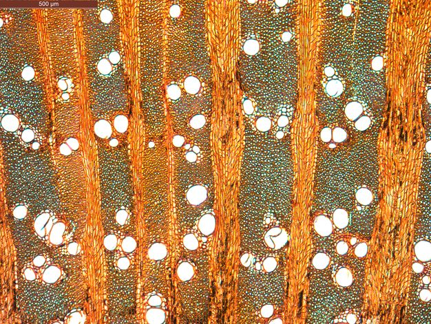 Image of a sample of tamarisk wood under the microcope. The stained section highlights cellular details, showing orange axial lines and white circular openings. Scale shown in microns.